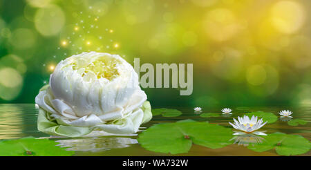 White lotus violet lumineux lumière flottante sparkle background Banque D'Images