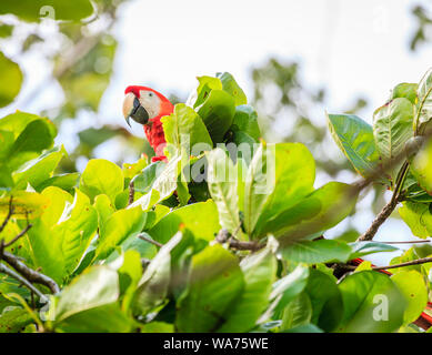 Perroquet ara rouge sur un arbre dans le parc national Corcovado au Costa Rica Banque D'Images