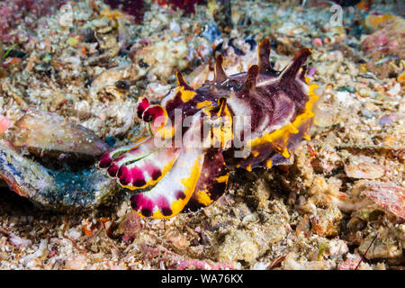 La Seiche flamboyante magnifique sur la mer à Gato Island aux Philippines Banque D'Images