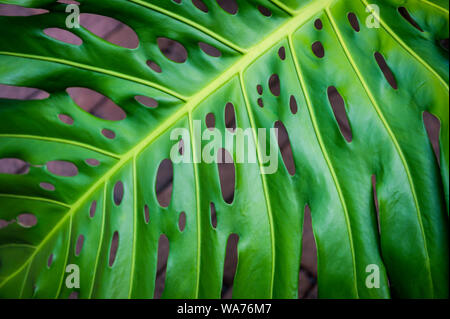 Tropical vert vif Monstera deliciosa feuille, parfois appelée une usine de fromage suisse, poussant dans un jardin ombragé Banque D'Images
