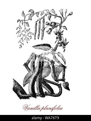 Vanilla planifolia vanille est une orchidée originaire du Mexique et d'Amérique centrale et de la source de l'arôme vanille, pour sa haute teneur en vanilline. Banque D'Images