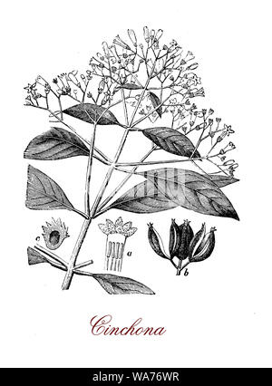 Plantes médicinales Chincona source pour la quinine indigènes de la forêt Andine, a en face de feuilles lancéolées, les fleurs sont petites et le fruit est une capsule de graines. Banque D'Images