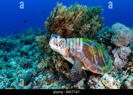 Une grande tortue verte (Chelonia mydas) sur un récif de coraux tropicaux aux Philippines Banque D'Images