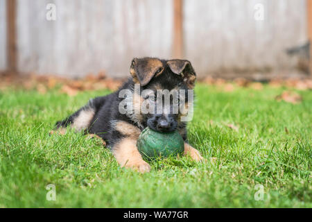 Jeune chiot berger allemand avec une grosse boule verte dans sa bouche tout en se trouvant sur l'herbe sur une journée ensoleillée. Banque D'Images