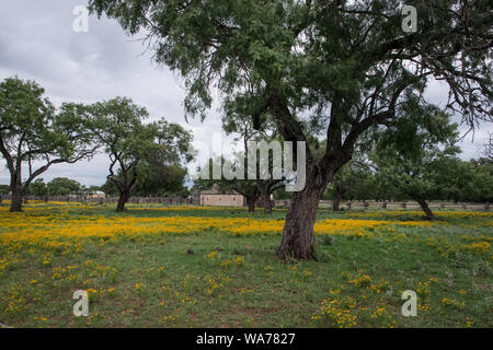 Un champ de fleurs sauvages de Hill Country à la section de la Lyndon B. Johnson National Historical Park à Johnson City, Texas, qui préserve Johnson's boyhood home et ses grands-parents' log-cabin settlement Banque D'Images