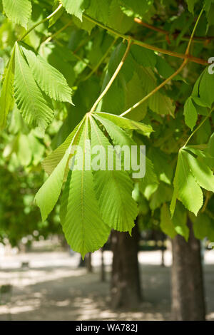 Les feuilles des arbres d'allées bordées d'arbres. Dans des jardins paysagers du Jardin des Tuileries. Quartier des Tuileries, Paris, France Banque D'Images