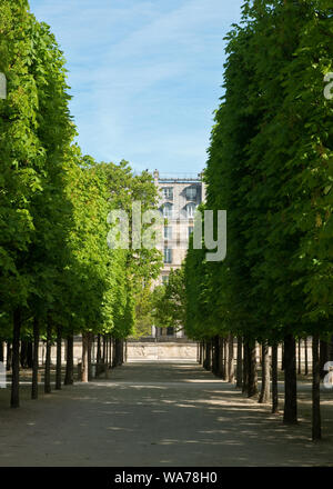 Sentier bordé d'arbres, dans des jardins paysagers du Jardin des Tuileries. Quartier des Tuileries, Paris, France Banque D'Images