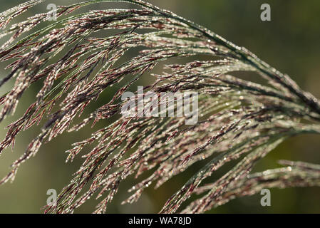 Phragmites australis macro tête semences reed Banque D'Images