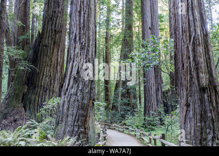 Les vieux peuplements de séquoias de la côte autour de chemin pavé Banque D'Images