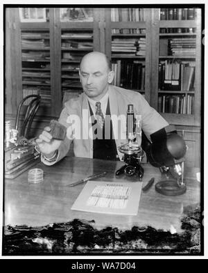 Arthur Kochler, spécialiste de l'identification des bois du ministère de l'Agriculture, déclare le morceau de bois qu'il occupe est 12 000 000 ans. C'est un fragment de journal d'un fossile de bois rouge, 7 pieds d'épaisseur, trouvés par des ouvriers de la reclamation Service enterré 150 mètres sous le lit de la rivière Yakima dans l'État de Washington. Le journal était pétrifié, enterré dans l'écoulement de lave de volcans qui ont été mort pendant des millions d'années, 11/30 Banque D'Images