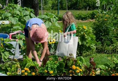 Jeune femme et de la jeune fille choisir des légumes frais dans le jardin communautaire, Yarmouth Maine, USA Banque D'Images