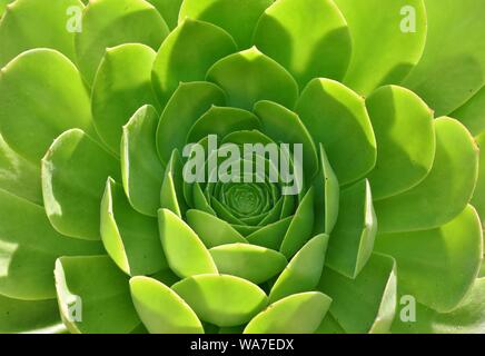 Gros plan de la structure et des feuilles d'une plante d'aloès succulentes. Banque D'Images