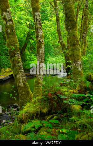 L'état de la voie navigable de la rivière Nestucca Scenic Byway, l'arrière-pays Nestucca, Oregon Banque D'Images