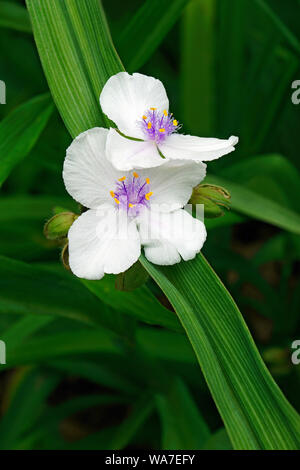 Tradescantie de Virginie (Tradescantia virginiana) Banque D'Images