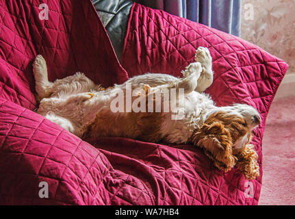 Cavalier King Charles Spaniel à dormir. Banque D'Images