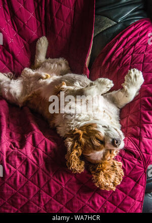 Cavalier King Charles Spaniel à dormir. Banque D'Images