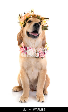 Chiot golden retriever in front of white background Banque D'Images
