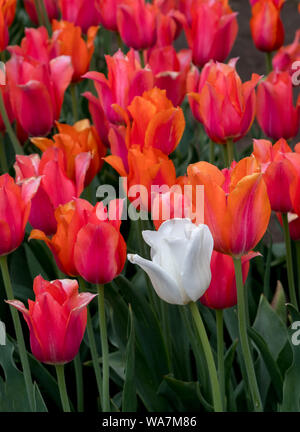 Un seul tulipes blanches s'impose comme l'unique dans un champ de tulipes rouges et orange Banque D'Images