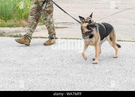 22 juin 2018 ; un soldat militaire promène son chien en laisse, tant l'homme et l'animal en uniforme au cours d'une manifestation à St Joseph MI USA Banque D'Images