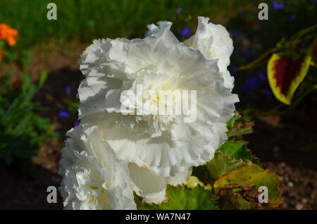 L'été en Nouvelle-Écosse : pivoine blanche fleur Banque D'Images