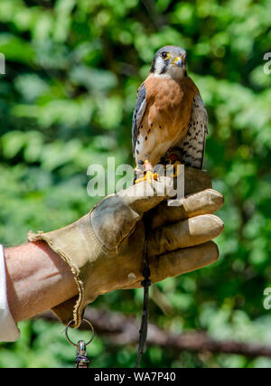 Une main gantée de cuir est titulaire d'un faucon crécerelle, un petit oiseau de proie trouvés en Amérique du Nord Banque D'Images