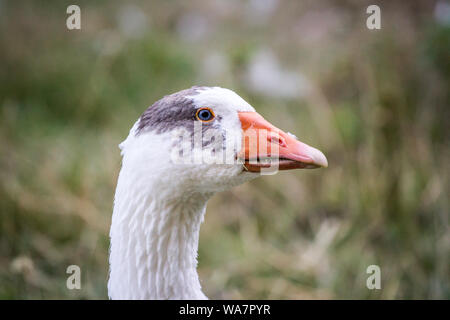 Potrait d'un free range goose aux yeux bleus Banque D'Images