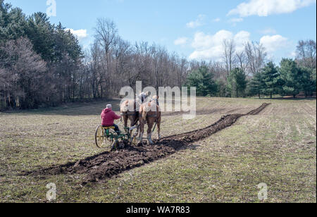 28 avril 2018 Buchanan MI USA; labourer la voie à l'ancienne avec des chevaux et une charrue à conduite personne Banque D'Images