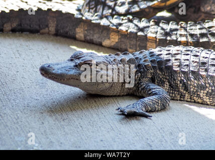Alligator bébé se repose à côté de grands alligators dans un enclos au zoo de Michigan USA Banque D'Images