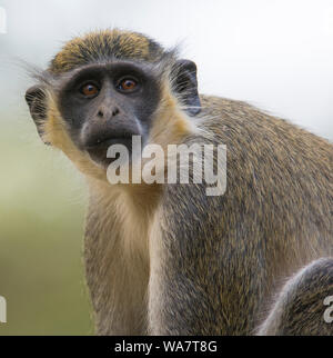 Singe vert Chlorocebus sabaeus en Gambie Africa s'assit sur le sol l'alimentation Banque D'Images