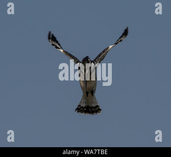 Pied Kingfisher Ceryle rudis planant dans l'Afrique Gambie Banque D'Images