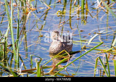 Un canard souchet femelle flotte sur l'eau parmi les quenouilles submergées à l'Leonabelle Turnbull Birding Center à Port Aransas, Texas USA. Banque D'Images