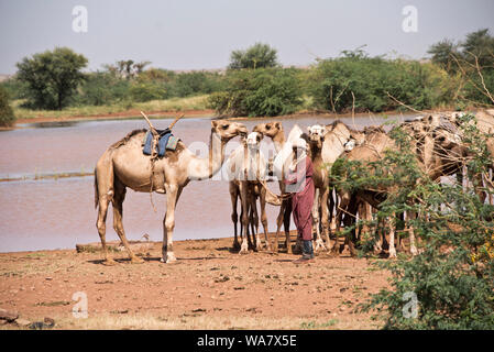 L'homme nomade avec ses chameaux à un endroit près d'arrosage Ingal au Niger, Afrique de l'Ouest Banque D'Images