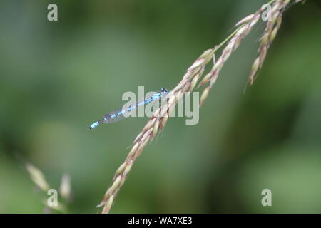Bleue reposant sur une tige d'herbe à Whisby coudre de la Nature Banque D'Images