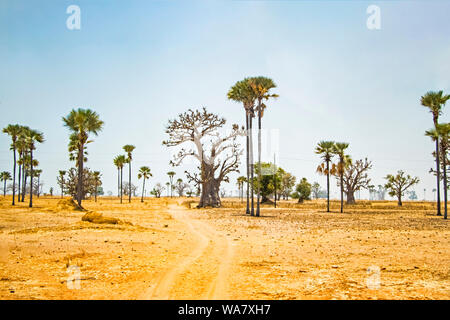 Palmiers et baobab, debout au milieu de désert au Sénégal, l'Afrique. L'arrière-plan est bleu ciel. C'est un naturel. Banque D'Images