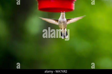 Colibri minuscule battant jusqu'à la mangeoire Banque D'Images