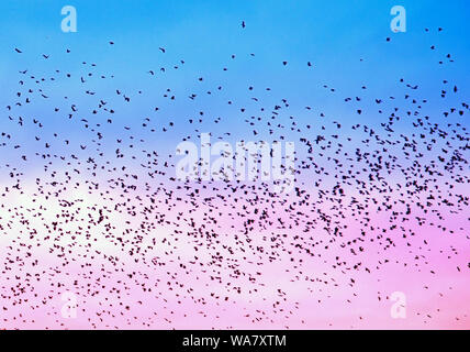 Amérique du Nord l'essaimage d'oiseaux dans un ciel bleu et rose Banque D'Images