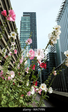 Roses trémières rose et blanc de plus en plus l'été sur le Barbican Estate & vue sur les gratte-ciel Heron appartements dans la ville de London EC2 UK KATHY DEWITT Banque D'Images