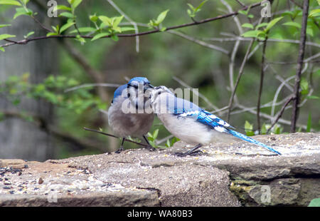 Une paire de blue jays baiser comme ils se tiennent sur un mur de pierre dans un joli jardin Banque D'Images