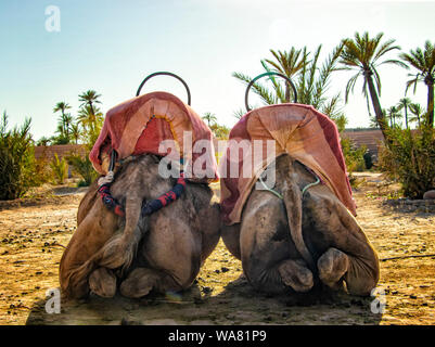 La tête de chameau dans une Palmeraie près de Marrakech, Maroc. Le désert du Sahara est situé en Afrique. Dromedars séjournez dans le sable.