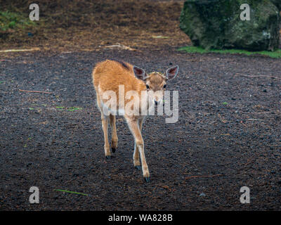 Jeune blanc-taled Bambi in park Banque D'Images