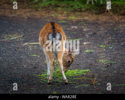 Jeune blanc-taled Bambi in park Banque D'Images