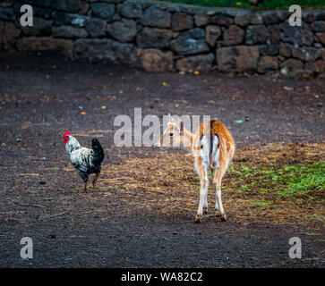 Jeune blanc-taled Bambi avec coq dans park Banque D'Images