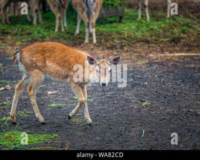 Jeune blanc-taled Bambi in park Banque D'Images