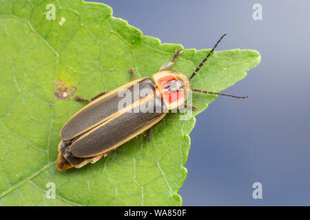 L'est commune dans laquelle Photinus pyralis (Firefly) Banque D'Images