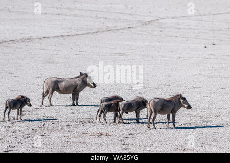 Libre d'un phacochère - Phacochoerus africanus- famille marcher sur un sel d'Etosha National Park. Banque D'Images