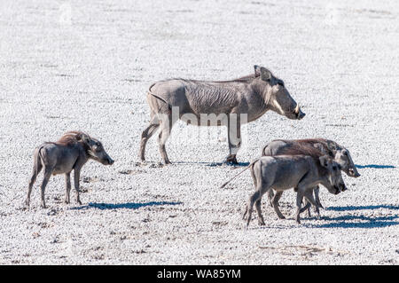 Libre d'un phacochère - Phacochoerus africanus- famille marcher sur un sel d'Etosha National Park. Banque D'Images