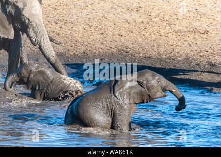 Un jeune bébé éléphant d'Afrique Loxodonta africana -- qui sortent de l'eau dans Chudop Etosha National Park, Namibie, après avoir pris un bain Banque D'Images