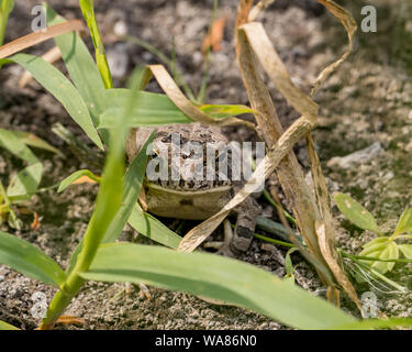 Le crapaud de Fowler assis dans l'herbe par pond Banque D'Images