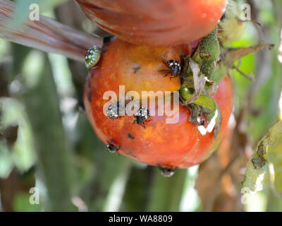 Le sud de Green Shield, stink bug sur une tomate Banque D'Images