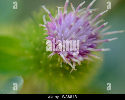 Close up of lesser burdock Arctium minus, capitule. Banque D'Images